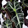 Skeletplant detail